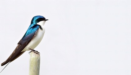 Naklejka premium tree swallow - Tachycineta bicolor - is the most widespread species of swallow in the world, occurring on all continents, with vagrants reported even in Antarctica Isolated on white background.