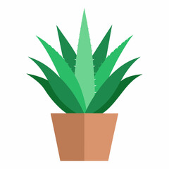 Aloe vera in a vase on a white background 