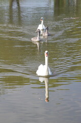 Teenage chicks of a white swan on the lake. (Cygnus olor)