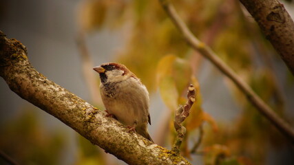 Vogel im Tierpark Bochum