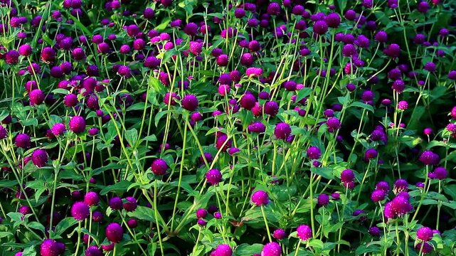 Footage of Bunch of Vibrant Purple Blooming Globe Amaranth Flowers Field