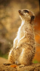 Erdmänchen im Tierpark Bochum