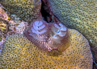Spirobranchus giganteus, Christmas tree worms