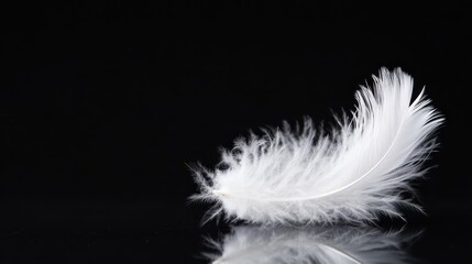 Obraz premium A close-up image capturing the delicate details of a single white feather resting against a smooth black background, highlighting its soft and fluffy texture.
