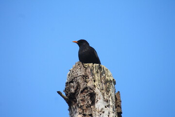 Vogel