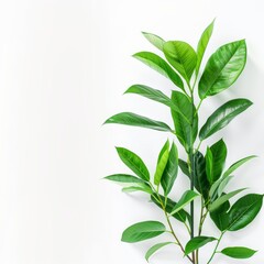 Fototapeta premium Vibrant Green Leaves in Minimalist Setting, Capturing the Essence of Nature’s Simplicity and Elegance