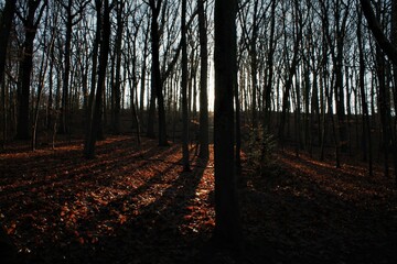 Sonnenuntergang im Wald