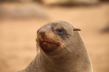 Südafrikanische Seebären am Cape Cross Namibia © maramis