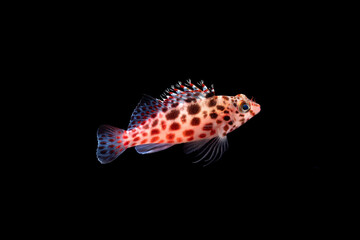 Coral hawkfish (Cirrhitichthys oxycephalus) juvenile, TL:25mm