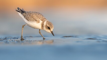 Juvenil de Chorlitejo patinegro alimentándose en salinas (Plano lateral con colores pastel)