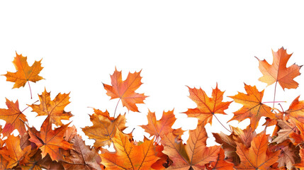 Fototapeta premium A collection of autumn leaves in vibrant orange hues, creating a seasonal decorative border.