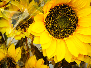 Decorative yellow flowers of sunflower.