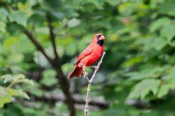 A bright red cardinal perches on a thin branch surrounded by lush green foliage. The bird stands out vividly against the blurred background, highlighting its striking color. 