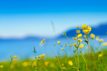 Yellow flowers on meadow