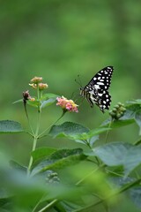 butterfly on flower