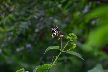 butterfly on a flower