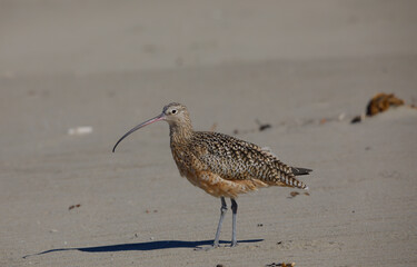 whimbrel at a California beach