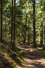 Ground path through a forest during summer season
