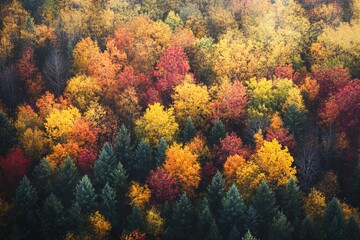 Vibrant Autumn Forest Colors from Above. AI generated illustration