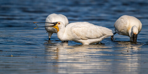 Spatule blanche (Platalea leucorodia - Eurasian Spoonbill)