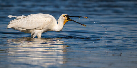 Spatule blanche (Platalea leucorodia - Eurasian Spoonbill)