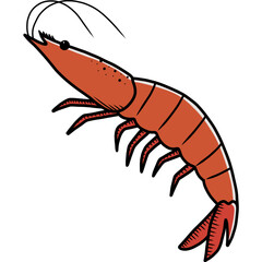illustration of shrimp