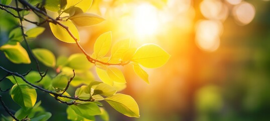 Fototapeta premium Springtime forest with setting sun shining through leaves and branches. Nature, forestry, habitat, environment and sustainability concepts 