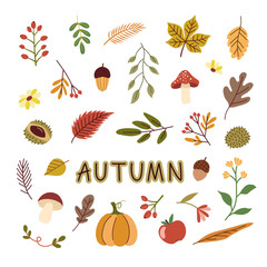 Set of colorful autumn leaves. Vector illustration isolated on white background. Mushrooms, maple, acorns, berries, oak, pumpkins. Colored trendy illustration. Autumn floral stickers.