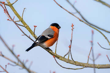 Bullfinch on a tree, springtime