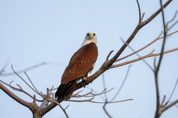 Brahminy kite on a tree, portrait of sea-eagle, Haliastur indus, Sri Lanka