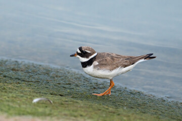 Common ringed plover on the shore, Charadrius hiaticula, full side view