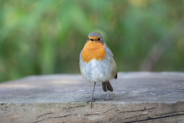 European robin in the park, Erithacus rubecula