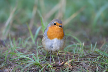 European robin, Erithacus rubecula in natural habitat
