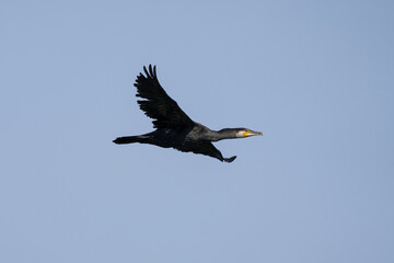Great cormorant in flight, flying bird, Phalacrocorax carbo