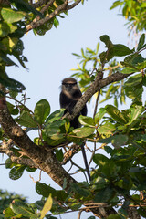 Purple-faced langur, Semnopithecus vetulus in Sri Lanka, vertical photo