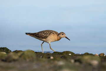 Ruff, wading bird on the shore, Calidris pugnax