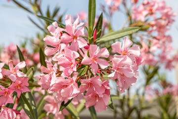 Pink flowers azalia or rhododendron with green leaves grows in a garden in summer