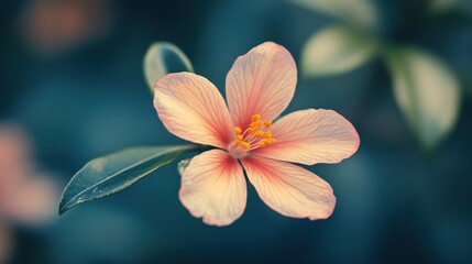 Fototapeta premium Delicate Pink Flower Closeup: Nature's Beauty in Bloom