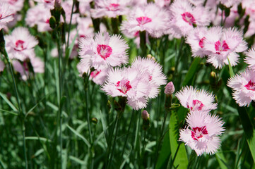 Obraz premium close-up: white chinese flowers of Dianthus chinensis with dark pink center and serrated edges