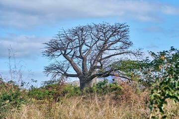 Large baobab tree (Adansonia digitata) in savanna during the dry season