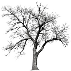 Fototapeta premium bare tree with intricate branches in halftone monochrome dotted style, isolated on clear white background