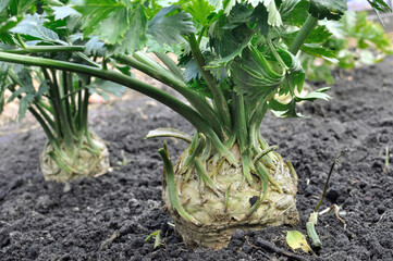 Obraz premium closeup of growing root celery plants (root vegetables) in the vegetable garden 