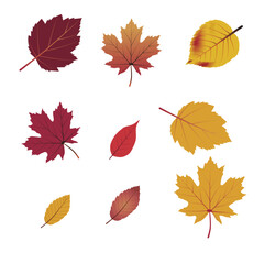 Set of autumn leaves from different trees,  Hello autumn card. Flat vector illustration on white background.