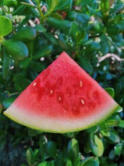 watermelon