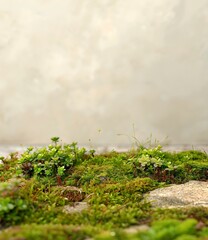 Green Moss Background Image