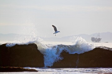 Seagull at the beach 
