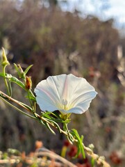 white wildflower
