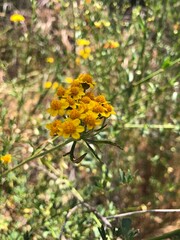 yellow flowers in the garden