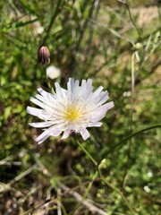 white daisy flower