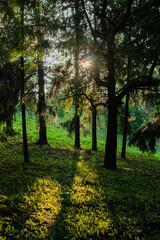 Sunlight filters through dense trees in a serene forest, casting shadows on the green undergrowth.
